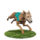 捕魚機推薦娛樂城白金賽狗